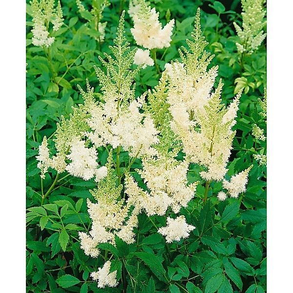 Astilbe X Arendsii Weiße Gloria Prachtspiere Ca. 9x9 cm Topf günstig online kaufen
