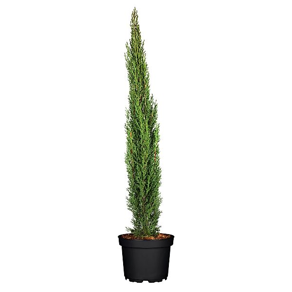 GROW by OBI Säulen-Zypresse Totem Höhe ca. 80 cm Topf ca. 10, günstig online kaufen