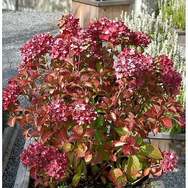 Bauernhortensie Masja 30-40cm - Hydrangea macrophylla günstig online kaufen