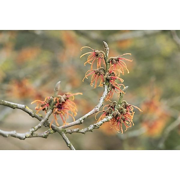 Hamamelis Intermedia Jelena Zaubernuss Kupferorange Ca. 12 cm Topf günstig online kaufen