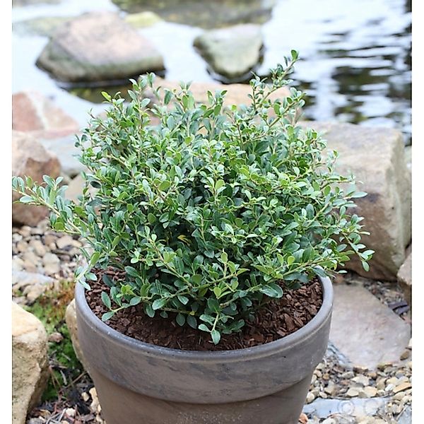 Kugelschnitt Löffel Ilex Dark Green 25-30cm - Ilex crenata günstig online kaufen