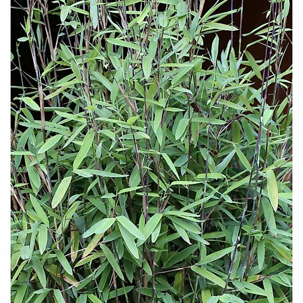Schwarzer Gartenbambus Black Pearl 100-125cm - Fargesia nitida günstig online kaufen