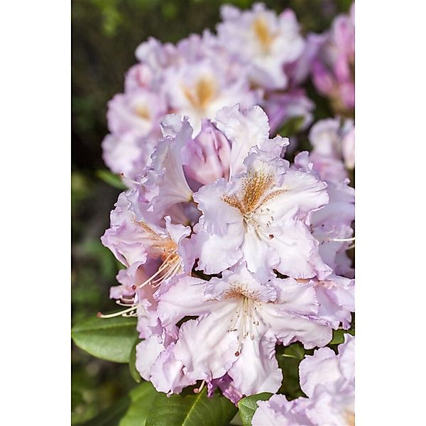 Rhododendron Hybr. Janet Blair Rosa Blüten 30–40 cm günstig online kaufen
