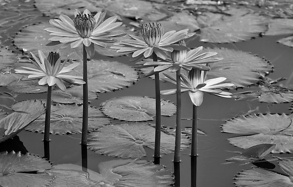 Papermoon Fototapete "Seerosen, Teich, Blüten, Blätter Schwarz & Weiß" günstig online kaufen