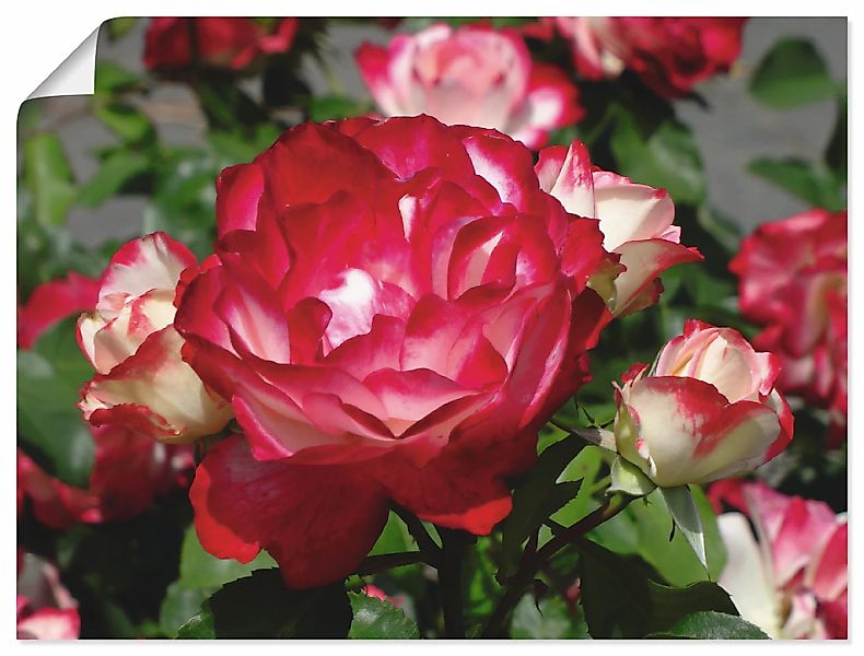 Artland Wandbild "Rot weiße Rosenblüte", Blumen, (1 St.), als Poster, Wanda günstig online kaufen