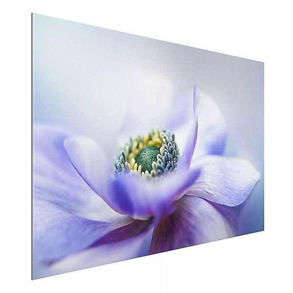 Alu-Dibond Bild Blumen - Querformat 3:2 Anemone De Caen günstig online kaufen