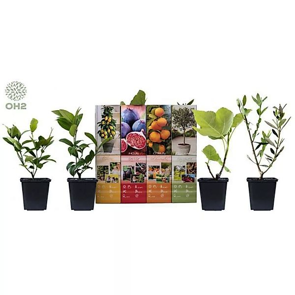 OH2 | Set mit 4 mediterranen Pflanzen Calamondin günstig online kaufen