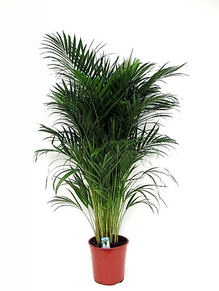 Perfect Plant | Areca Lutescens - Goldene Palme günstig online kaufen