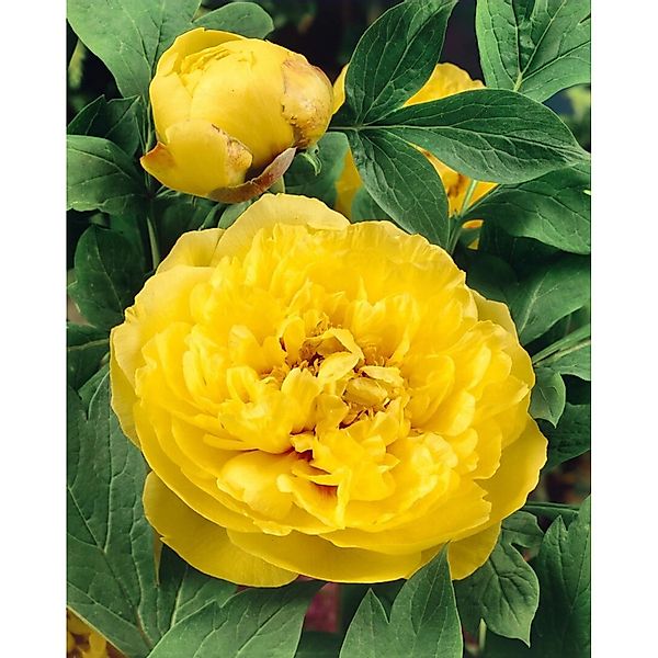 Paeonia Lutea Gelbe Pfingstrose Ca 11x11 cm Topf günstig online kaufen