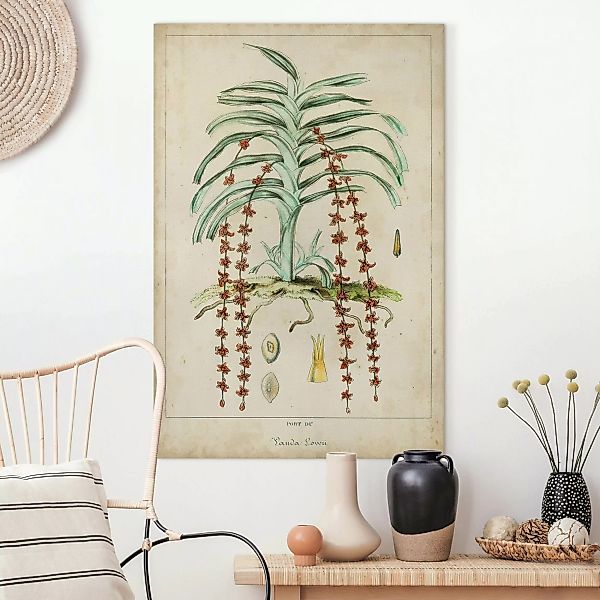 Leinwandbild Vintage Lehrtafel Exotische Palmen IV günstig online kaufen