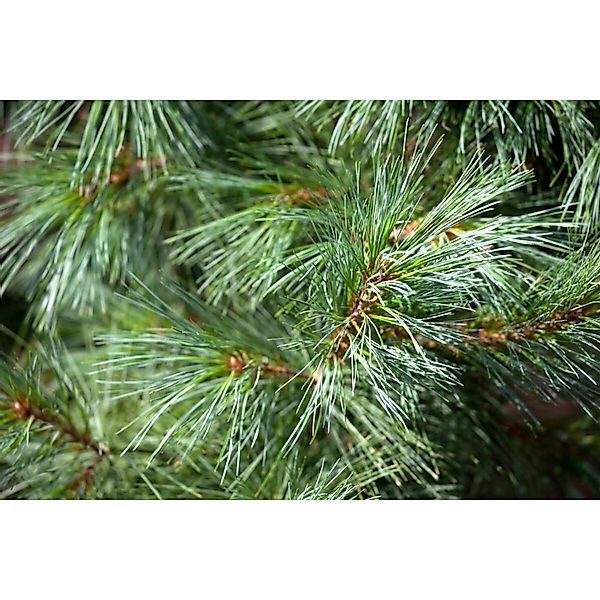 Pinus Parviflora Schoons Bonsai Kiefer 30–40 cm günstig online kaufen