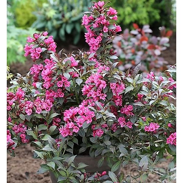 Weigelie Minor Black 40-60cm - Weigela florida günstig online kaufen