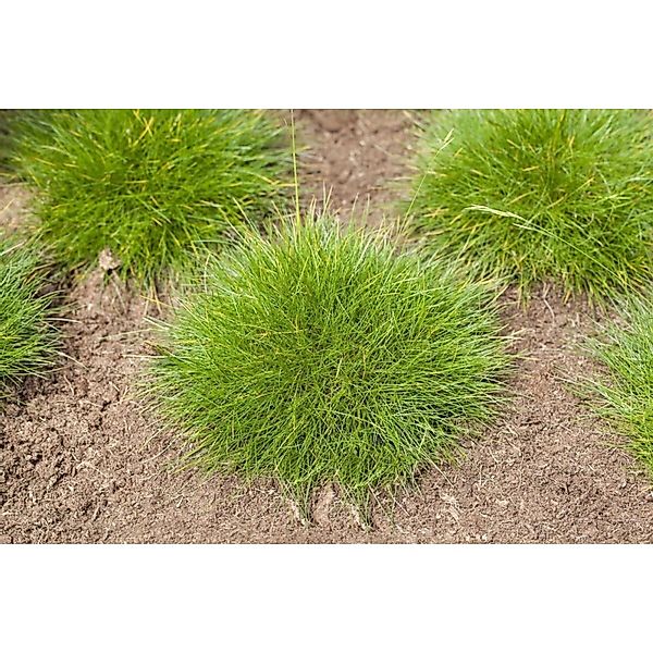 Festuca Gautieri Teddybär Bärenfellgras Ca. 9x9 cm Topf günstig online kaufen