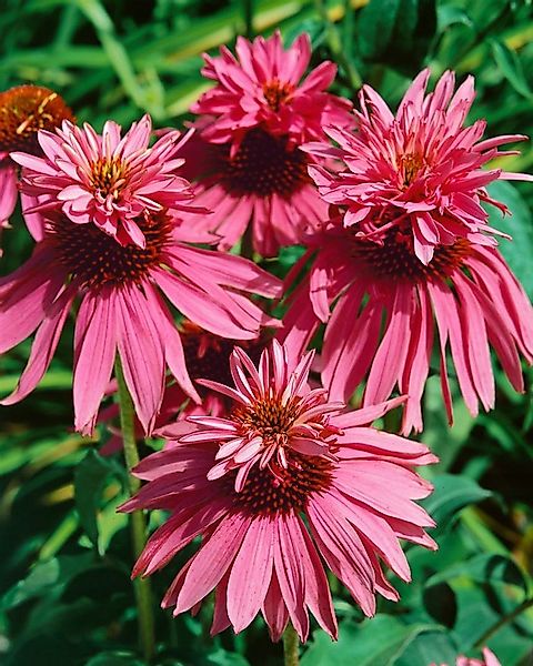 Pflanzen für Dich Staude Echinacea purp. Doppeldecker, 1 St., Roter Sonnenh günstig online kaufen