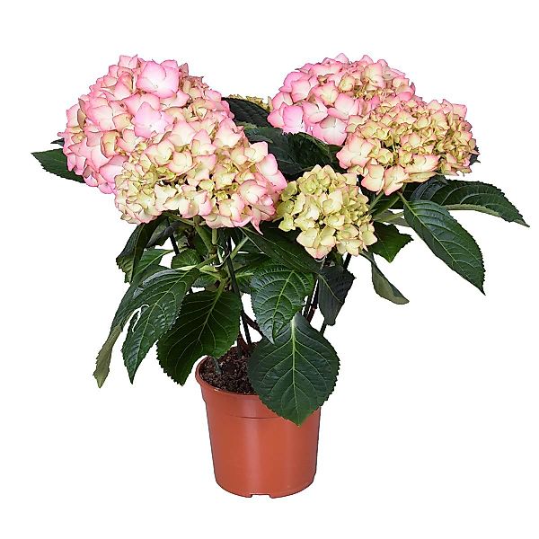 Casa Caron | Hortensie Amore günstig online kaufen