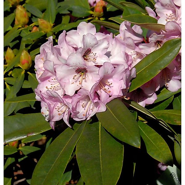 INKARHO - Rhododendron Dominik 30-40cm - Alpenrose günstig online kaufen