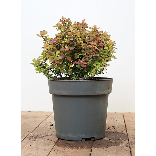Berberis Thunbergii Admiration Blutberberitze Rot-Gelb 20–25 cm günstig online kaufen