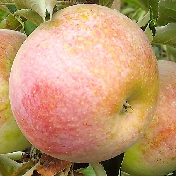 Säulenapfel Pompink 80 - 100 cm Malus domestica günstig online kaufen