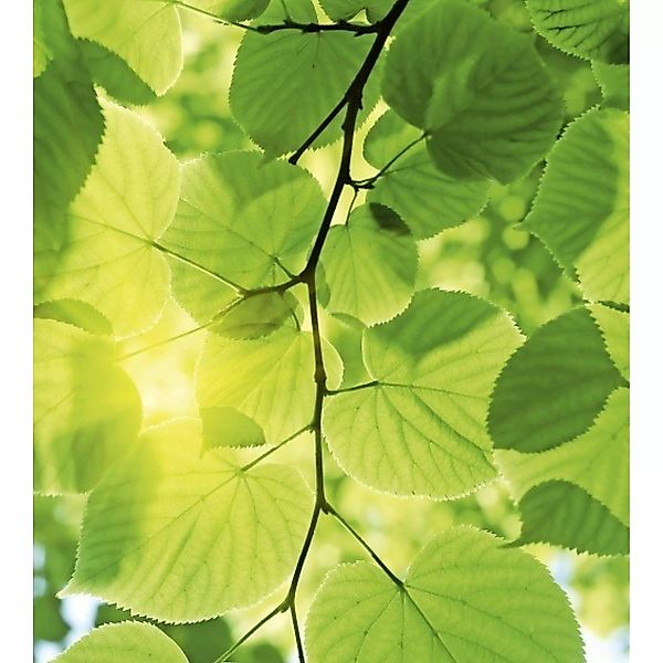 Fototapete GREEN LEAVES  | MS-3-0107 | Grün | Digitaldruck auf Vliesträger günstig online kaufen