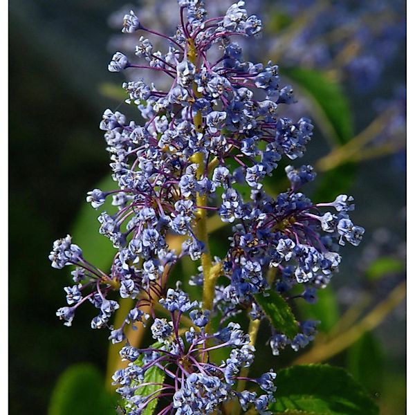 Säckelblume Henry Desfosse 60-80cm - Ceanothus delilianus günstig online kaufen