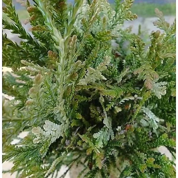 Hibalebensbaum Variegata 50-60cm - Thujopsis dolabrata günstig online kaufen