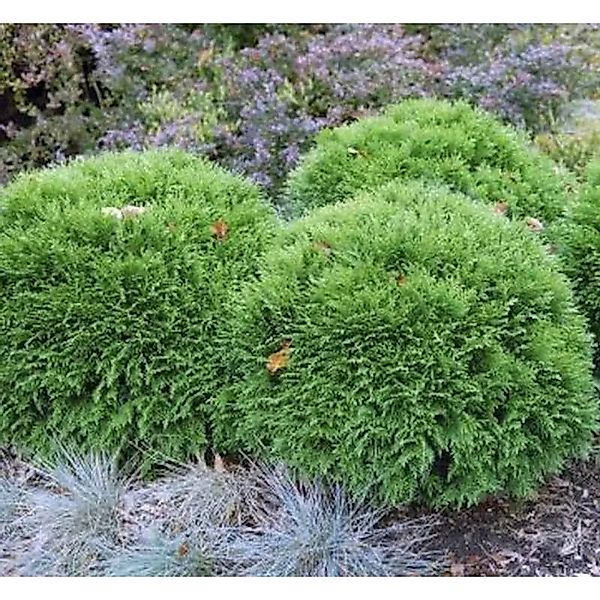 Bubikopf Lebensbaum Mr Bowling Ball 20-25cm - Thuja occidentalis günstig online kaufen