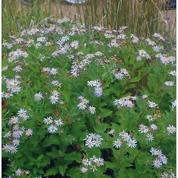 Pyrenäen Aster - Aster pyrenaeus günstig online kaufen