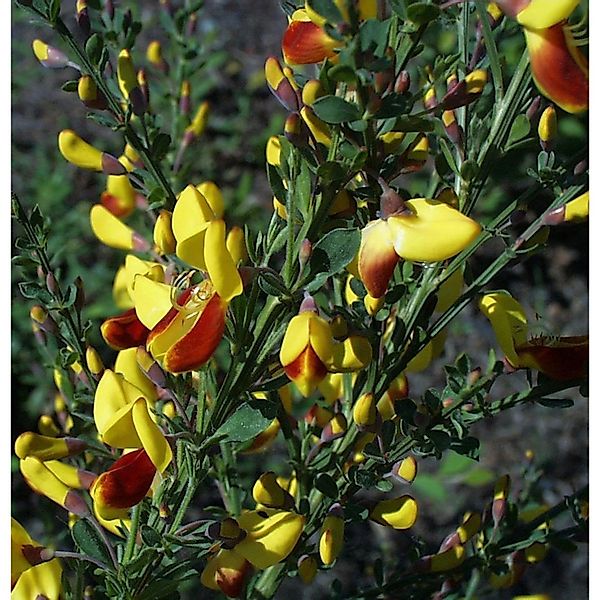 Hochstamm Schmuckginster Firefly 60-80cm - Cytisus scoparius günstig online kaufen