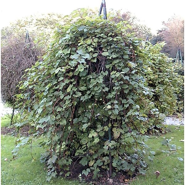 Wilder Wein 40-60cm - Parthenocissus inserta günstig online kaufen