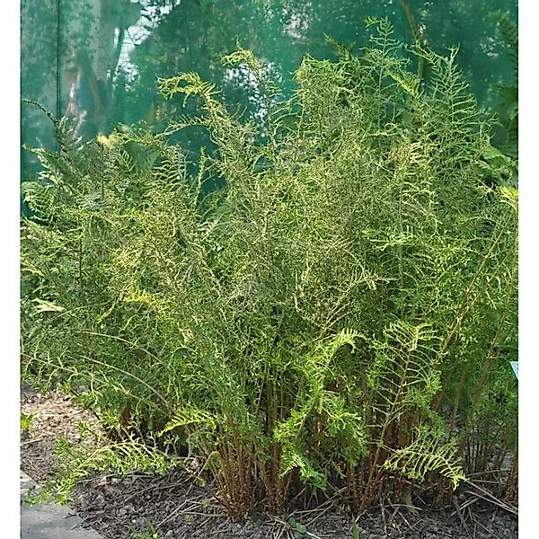 Krauser Wurmfarn Linearis-Polydactylon - Dryopteris filix mas günstig online kaufen