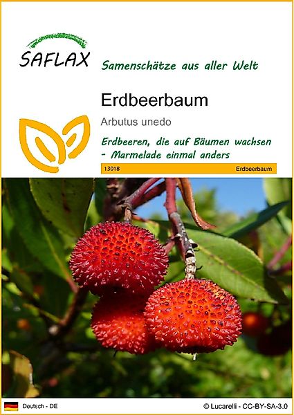 SAFLAX Blumensamen SAFLAX - Samen - günstig online kaufen