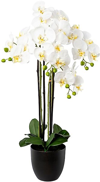 Kunstorchidee Phalaenopsis im Resintopf Orchidee Phalaenopsis, günstig online kaufen