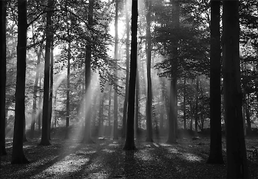 Papermoon Fototapete »Forrest morning in black & white« günstig online kaufen