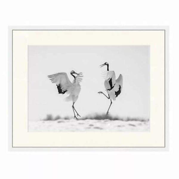 Any Image Wandbild Kranvogel Tanz weiß Gr. 40 x 50 günstig online kaufen