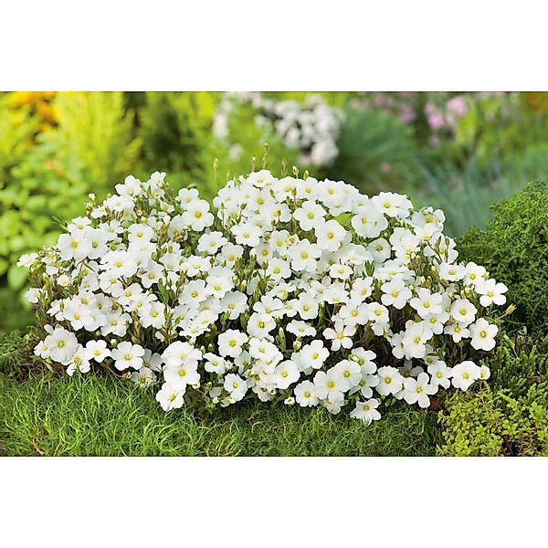 GROW by OBI Sandkraut Weiß Topf-Ø ca. 9 cm x 9 cm Arenaria günstig online kaufen