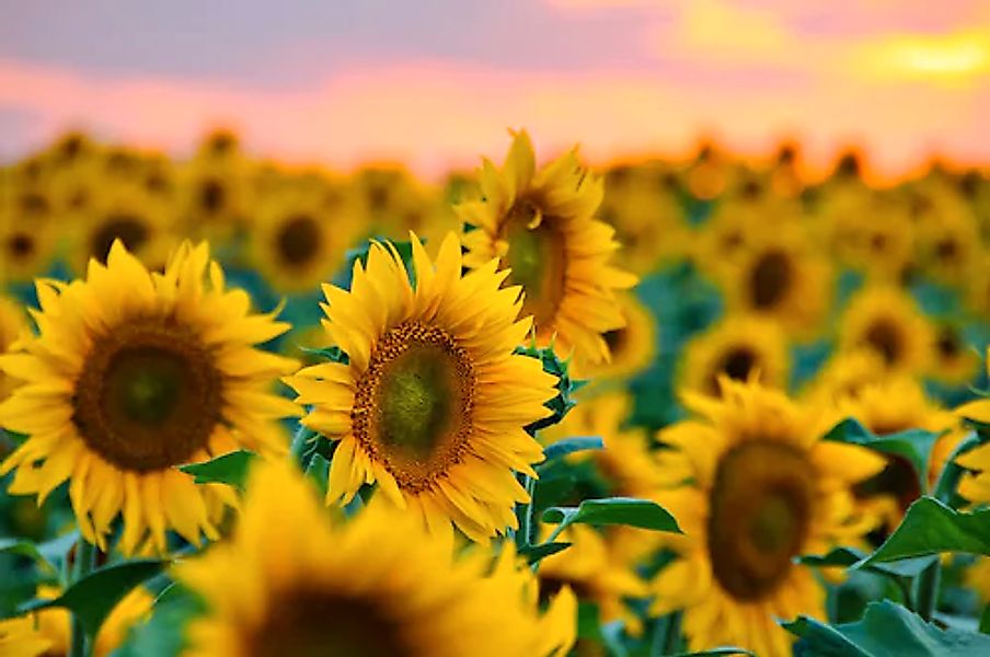 Papermoon Fototapete »Feld der Sonnenblumen« günstig online kaufen