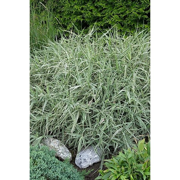 Holcus Mollis Albovariegatus Wolliges Honiggras 2 Liter Container günstig online kaufen