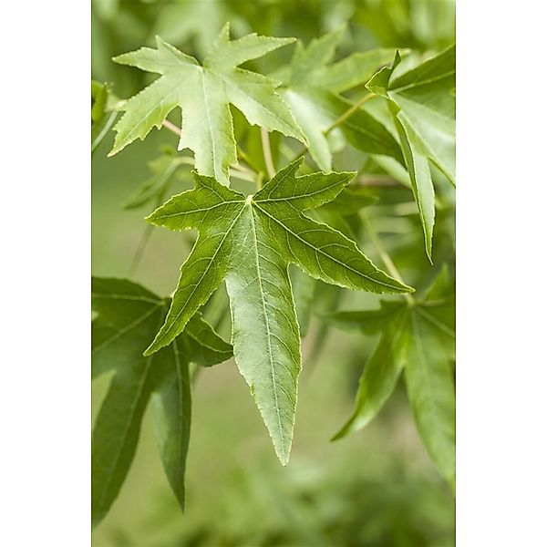 Liquidambar Styraciflua Amberbaum 60–80 cm günstig online kaufen