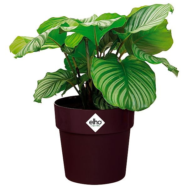 Blumentopf Maulbeere 18x17cm 2,9L günstig online kaufen