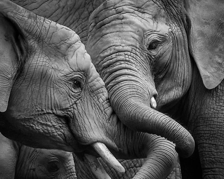 Fototapete "Elefant" 4,00x2,50 m / Glattvlies Perlmutt günstig online kaufen