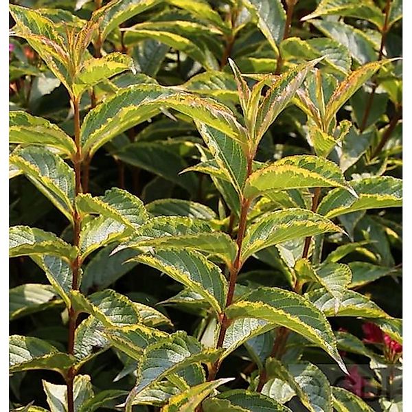 Buntlaubige Weigelie 30-40cm - Weigela günstig online kaufen