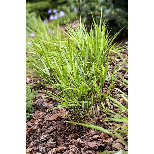 Hakonechloa Macra Japanisches Waldgras Ca. 9x9 cm Topf günstig online kaufen