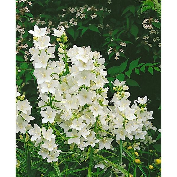 Campanula Pyramidalis Alba Pyramiden Glockenblume Ca. 9x9 cm Topf günstig online kaufen