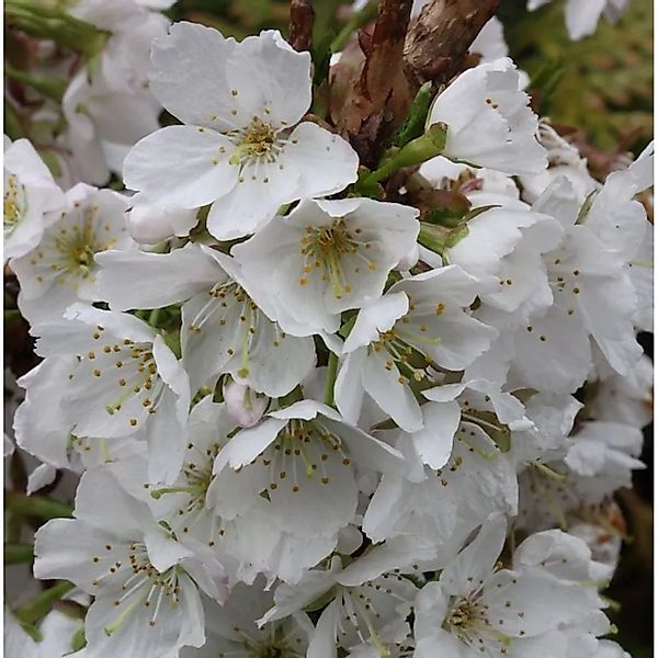 Kurilenkirsche Brillant 30-40cm - Prunus kurilensis günstig online kaufen