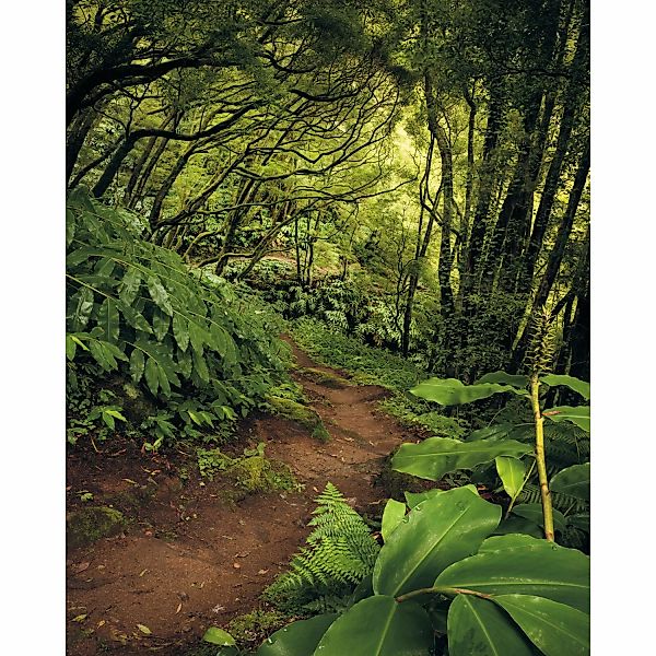 Komar Fototapete Vlies The Path  200 x 250 cm günstig online kaufen