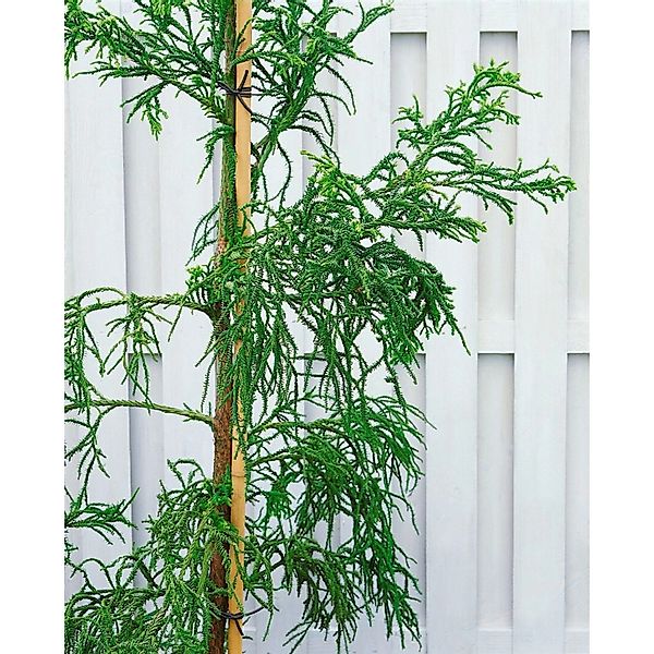 Cryptomeria Japonica Rasen Japanische Sicheltanne 40–50 cm günstig online kaufen
