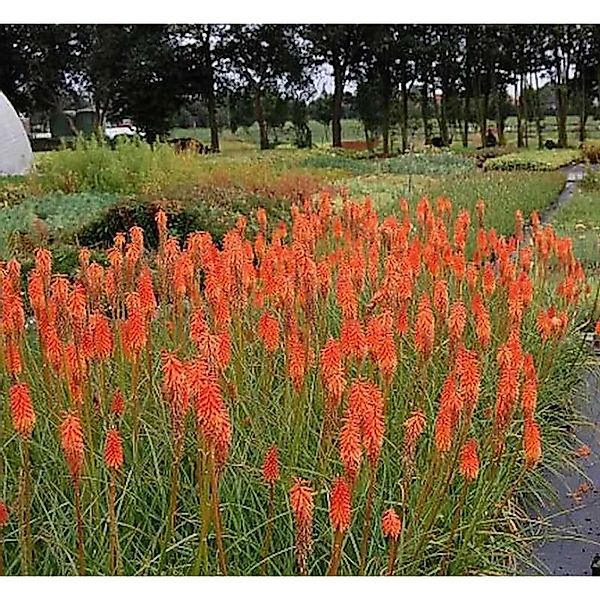 Fackellilie Alcazar - Kniphofia uvaria günstig online kaufen