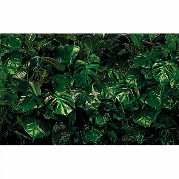 Komar Vliestapete »Digitaldruck Vlies - Tropical Wall - Größe 400 x 250 cm« günstig online kaufen