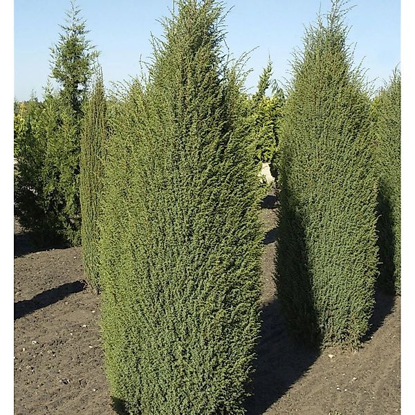 Irischer Säulenwacholder 60-80cm - Juniperus communis günstig online kaufen