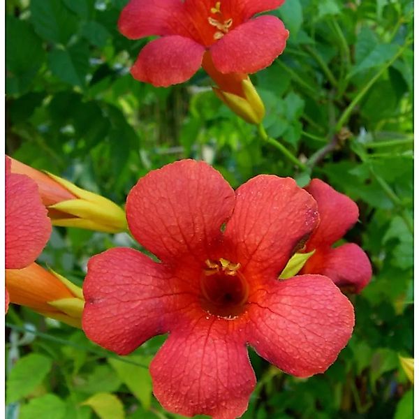 Große Trompetenblume Mincamroug 60-80cm - Campsis tagliabuana günstig online kaufen